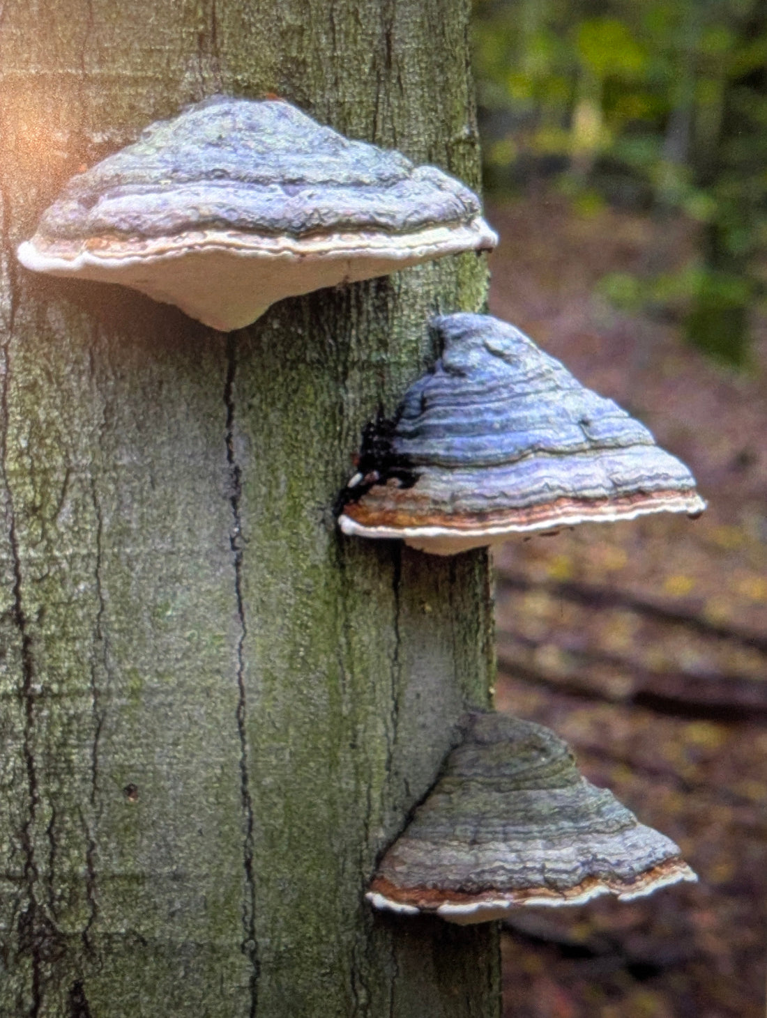 Der Zunderschwamm - mein "Wunderschwammerl" 🍄
